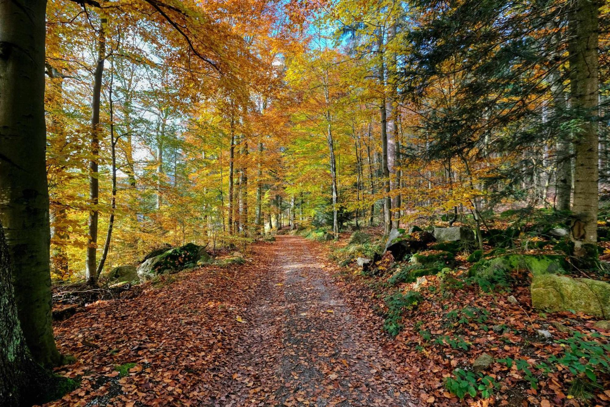 Zum Alten Waerterhaus Forbach Esterno foto